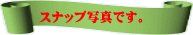 スナップ写真です。 